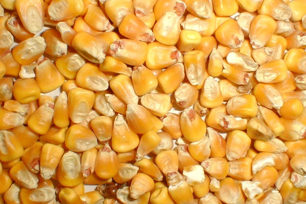 Deer Mix Corn
